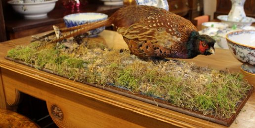 Taxidermy - Pheasant