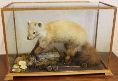 Taxidermy Pine Martin In Case